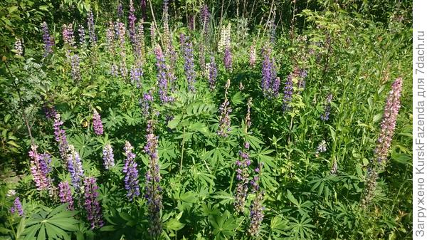 Разноцветные люпины (тоже отцветают уже)