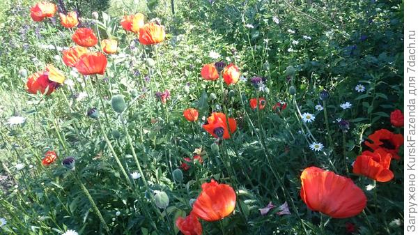 Мак восточный (уже отцветает)