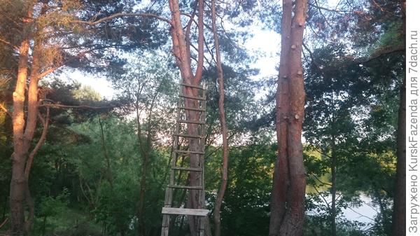 Сосны после обрезки. Конкретно за работу с этими деревьями всего 4 рубля (из них пятихатка - распил, чтоб покидать в грузовик можно было ветки потом). По сути, символическая вообще сумма. Общая, конечно, поболе, но именно эти сосны в обрезке были самыми сложными (трудно было держаться на отваливающейся коре с работающей пилой).