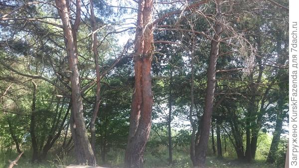 Сосны до обрезки