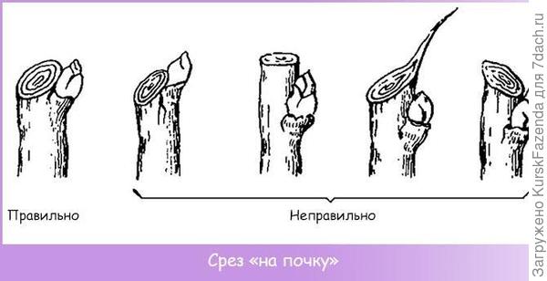 Как реанимировать гортензию
