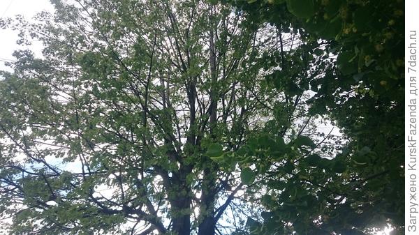 Общий вид кроны в сравнении с ветвями рядом растущей нормальной липы.