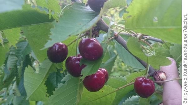 А ранняя черешня уже поспела. И, как видно на фото, ягоды уже опробовали дрозды. Посему достаем винтовку и по дроздам!