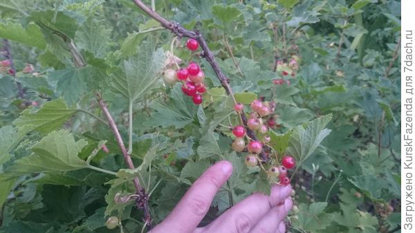 Жара стоит такая, что даже красная смородина уже начинает краснеть!