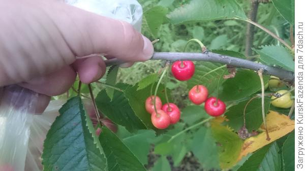 А эта черешня созревает чуть позже, но тоже ранняя.