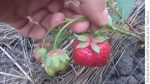 Клубника плодоносит вовсю.