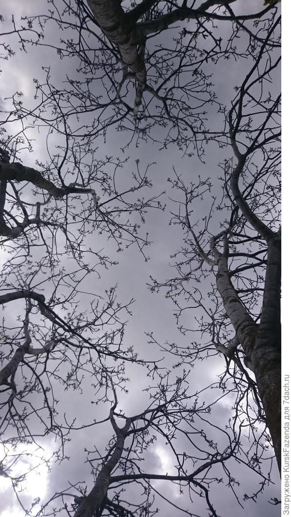 Вид на центр кроны