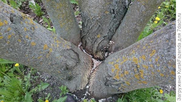 Вот так выглядят стволы внизу.