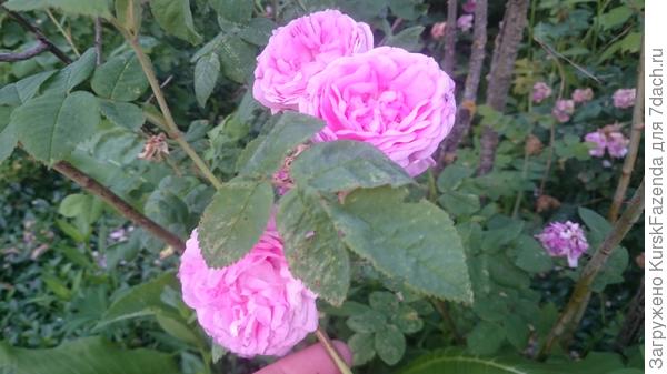 Моя вот так выглядела 20.6.22 (уже бОльшая часть отцвела на то время).