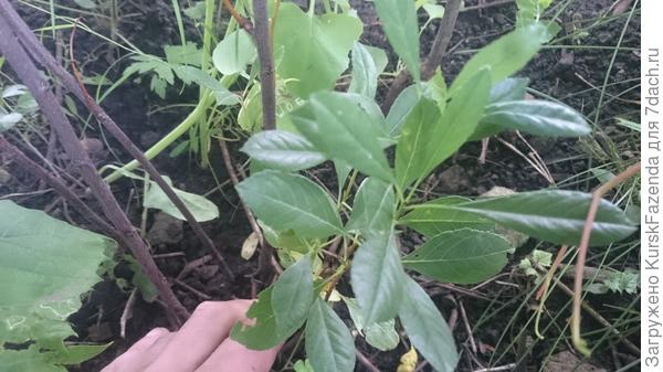 Вишня "Бессея"