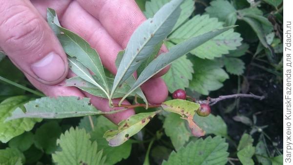 Вишня карликовая песчаная "Depressa"