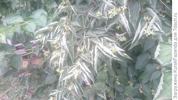 Чубушник, который не поливали месяц