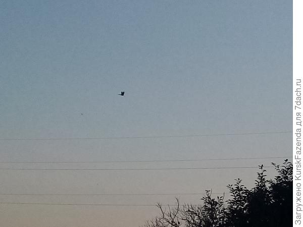 Летящий аист