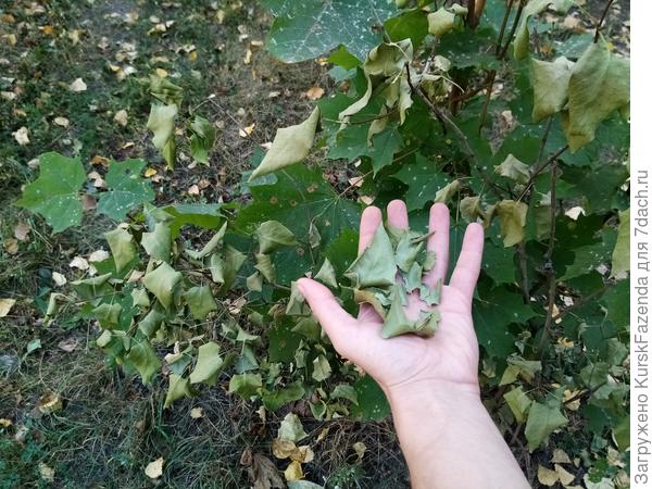 Полностью усохшие листья, рассыпаются в руке