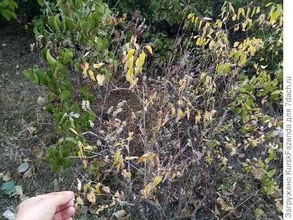 Татарская жимолость.