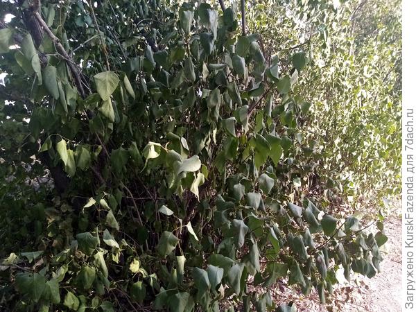 С сиренью каждый год вот такое