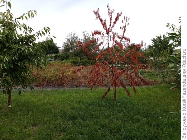 Усохший персик