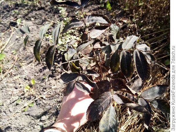 Кария овальная