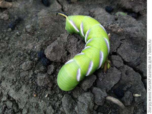 Большой толстый гусениццо с рогом на заднице. Характерный отличительный признак всех бражников.