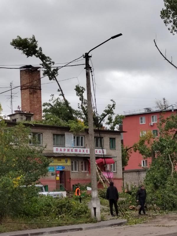 30-метровый частично обпиленный чёрный тополь