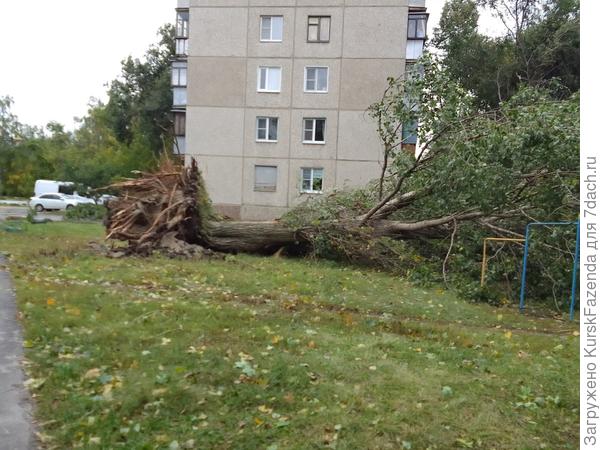 При прокладке коммуникаций, ремонте, строительстве корни нередко сильно повреждались. Что и привело к такому результату.