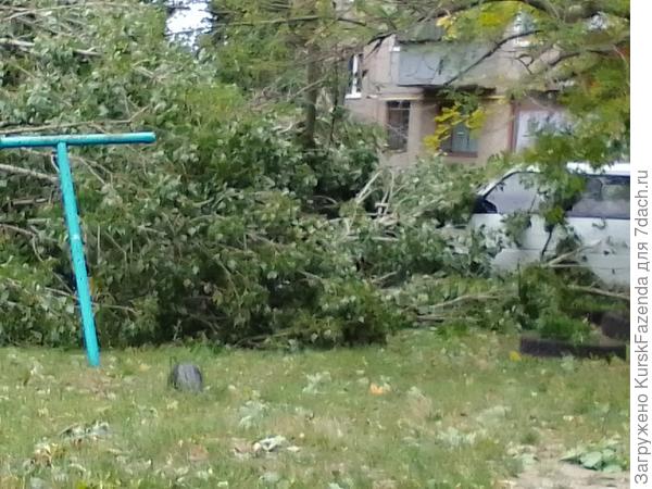 Но больше всего попадало тополей. Как одна из основных причин - слабые корни у пирамидальных и частично у других видов, а также подрубленные при строительстве и прочих работах.