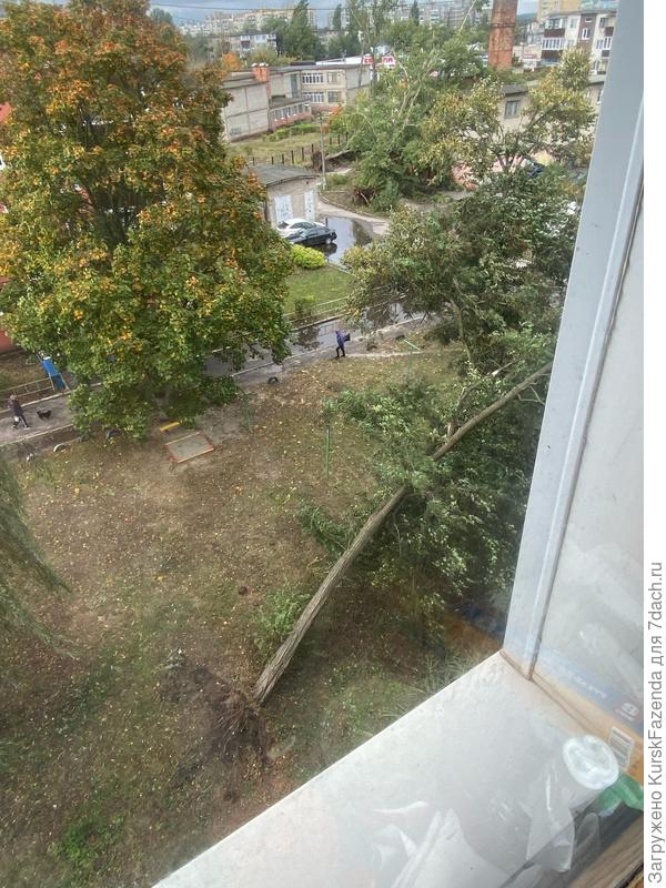 В палисадниках вот такое