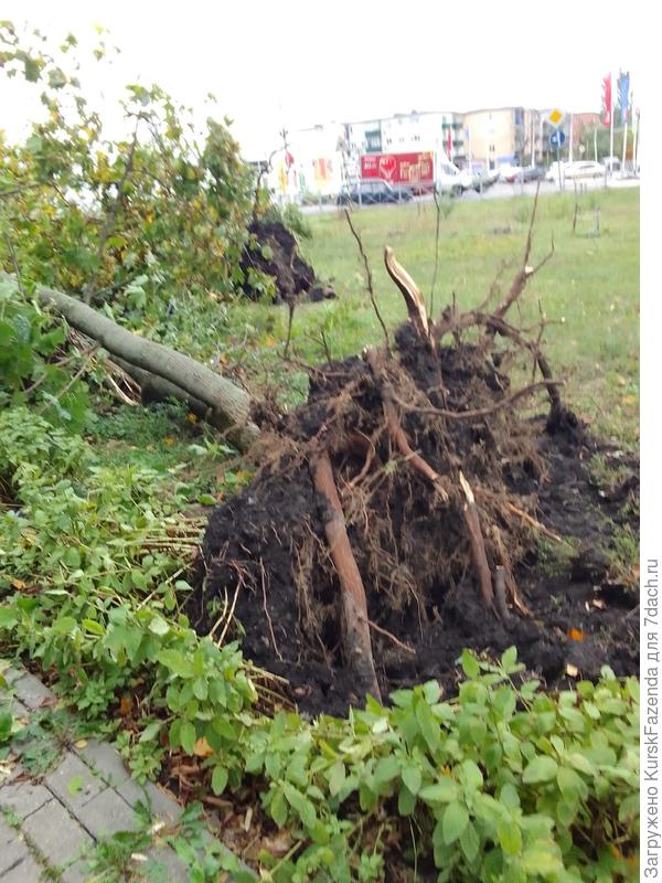 В основном падали клены, тополя, ясени и берёзы.