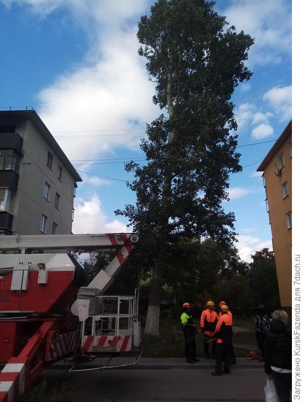 Сильно наклонившийся второй серебристый тополь