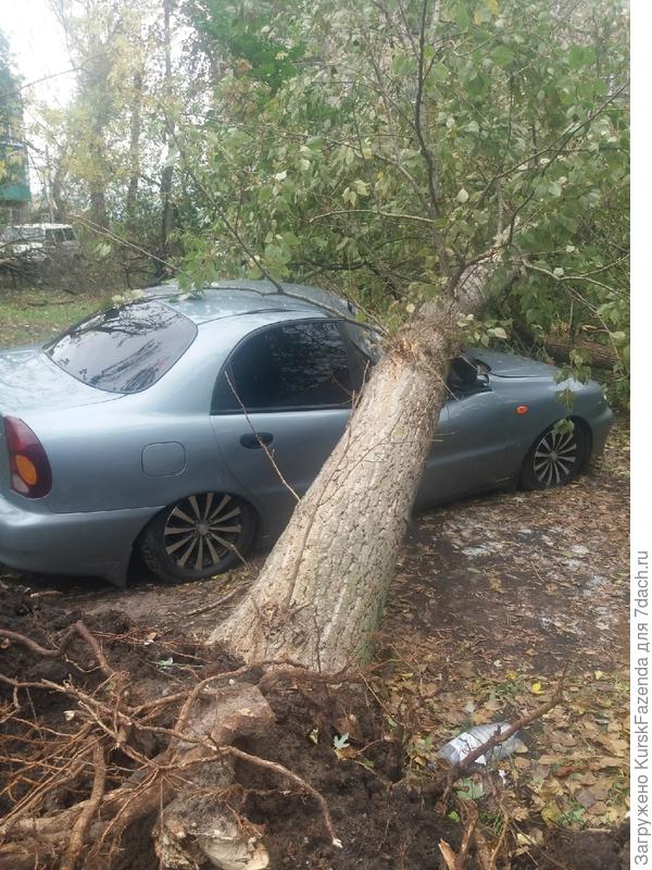 И опять чёрный тополь..