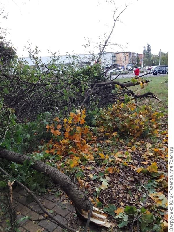 Другие деревья (вяз, абрикос, робиния псевдоакация) заметно реже