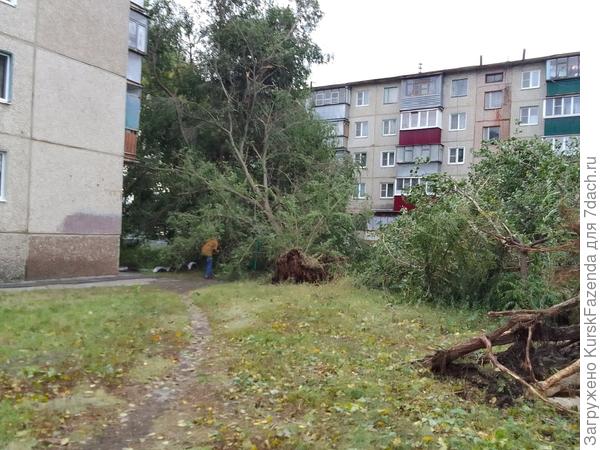 Ну и, естественно, от слабой и ещё нередко подрубденной при работах корневой системе.