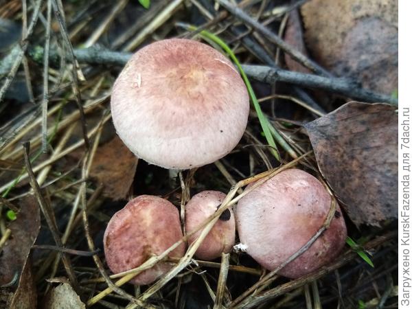 Молодые грибы