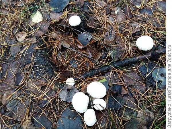 "Пышек в этом месяце очень много. Причём везде, не только по округе. Едва ли не самый массовый гриб сейчас. Почти все уже перезревшие.