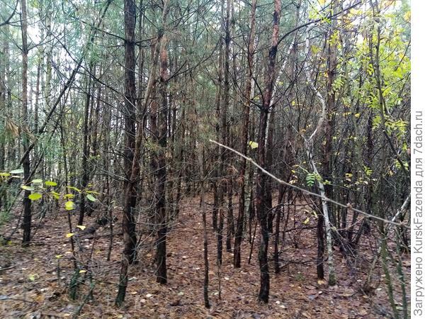 И тут я резко выхожу в тайгу. Реально. Вид как в тайге. Молодые сосны растут так плотно, что между ними из-за усохших нижних ветвей вообще не пробраться..