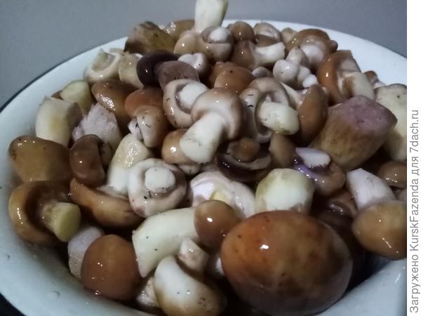Маслят оказалась целая миска. Такого количества я их сроду не собирал.