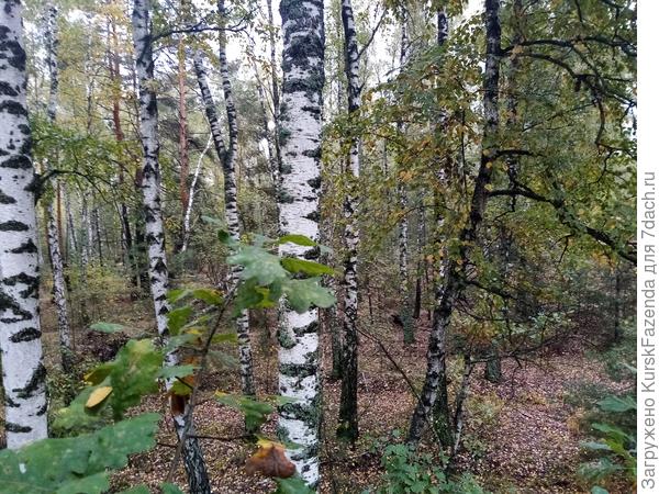 С небольшой высоты вид на березняке открывается потрясающий