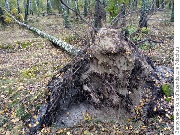Одна из упавших в ураган 18-19-го сентября взрослых берёз. Где корни, идущие вниз? Их нет. А песок держит плохо. Вот и попадали.