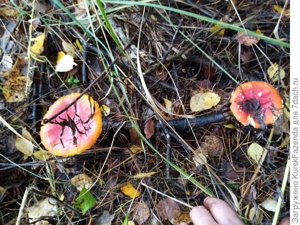 Чуть поодаль, тоже в сыром осиннике и ивняке, ещё мухоморчики. Так и просятся у ведёрко..