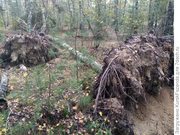 Тут с корнями аналогично.