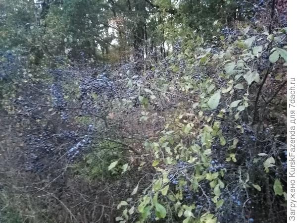 Все ветви просто облеплены и свисают под тяжестью спелых ягод.