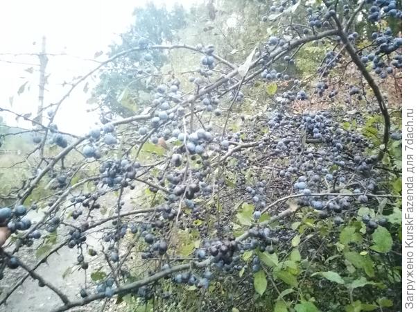 Возле путей нашёл заросли терна, просто облепленные сизыми ягодами! На подвои, разумеется, нарвал ягод немного.
