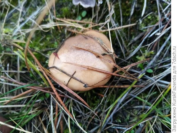 На склоне рядом с путями нахожу первый нормальный масленок. Круто! Значит есть они тут.