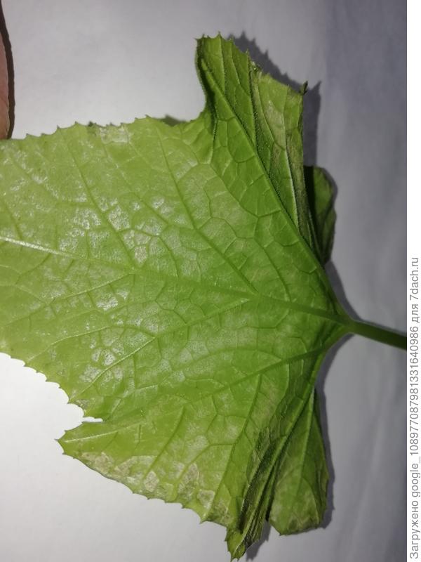 Внутренняя сторона