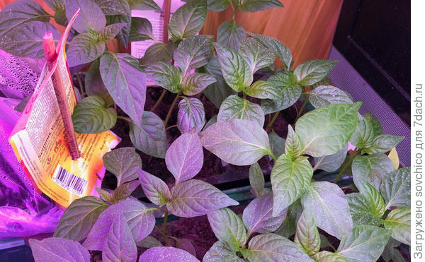 Сладкие перцы