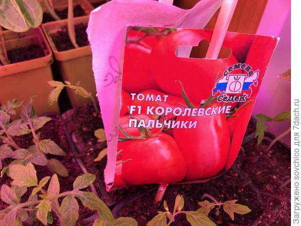 Королевские пальчики &amp;quot;Седек&amp;quot;