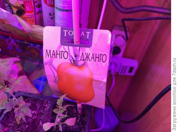 Манго Джанго &amp;quot;Биотехника&amp;quot;