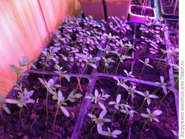 Базилик и бархатцы.