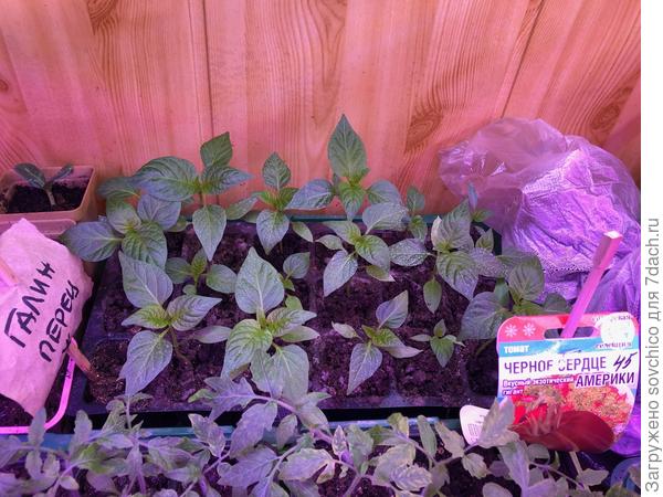 Свои семена сладких перцев.