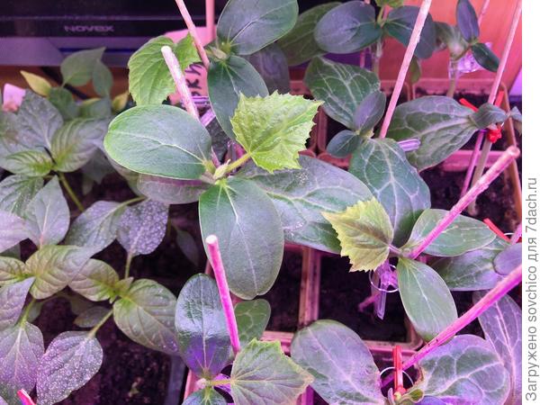 лагенари + огурец. Огурец привит на лагенарию. Пока еще в стадии приживаемости к лагенарии, поэтому листик не очень яркий.